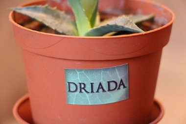 Светлица DRIADA 108. Ускорение развития растений — mindmachine.ru