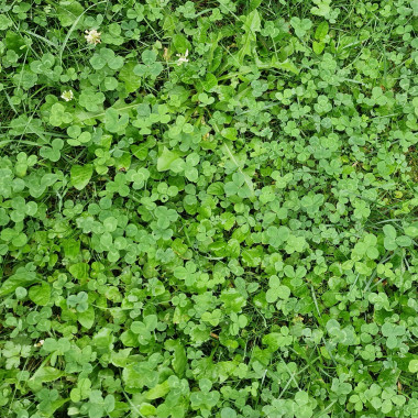 Клевер четырехлистник 5 см — mindmachine.ru